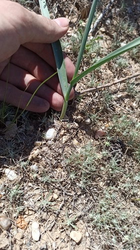 Allium turkestanicum