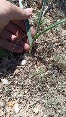 Allium turkestanicum