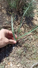 (c) ivansemenkov, some rights reserved (CC BY) Allium turkestanicum, photograph (c) ivansemenkov, some rights reserved (CC BY)