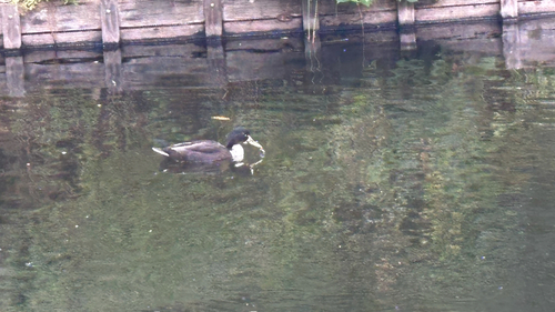 iNaturalist image