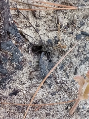 Odontomachus brunneus