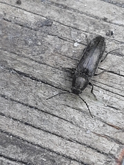 Cidnopus aeruginosus