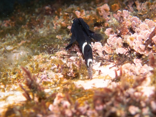 Enneapterygius etheostomus observed 2026-07-26