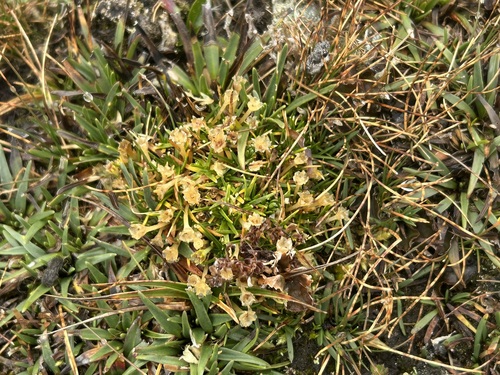 Colobanthus quitensis observed 2026-07-03