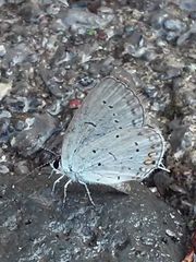 Cupido comyntas texana