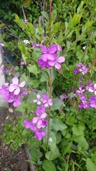 Lunaria