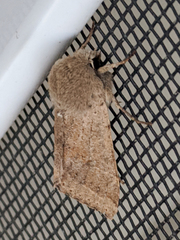 Orthosia pacifica