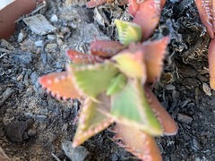 Faucaria