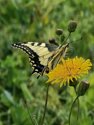Old World Swallowtail