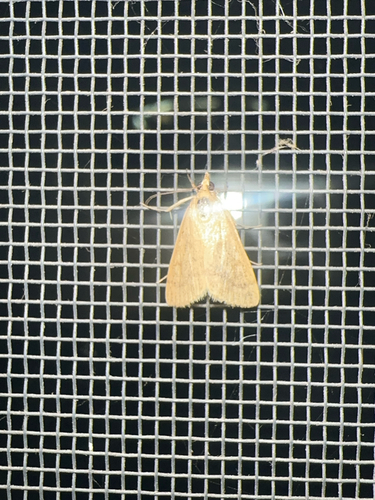 Garden Webworm Moth