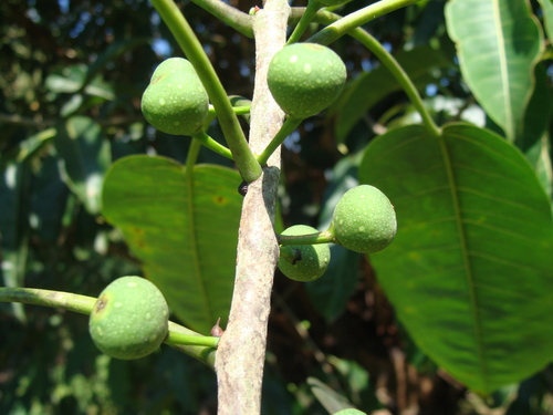 Ficus citrifolia, photograph 5