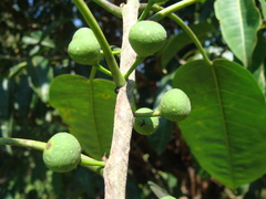 Ficus citrifolia, photograph (c) Alexis López Hernández, some rights reserved (CC BY)