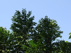 Trichilia hirta