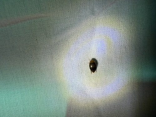 Laccophilus fasciatus