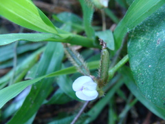 Calopogonium mucunoides, photograph (c) Alexis López Hernández, some rights reserved (CC BY)