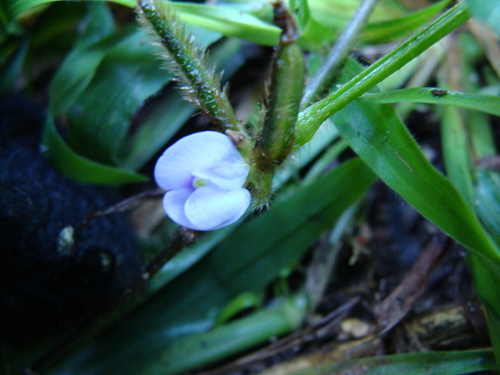 Calopogonium mucunoides, photograph 4