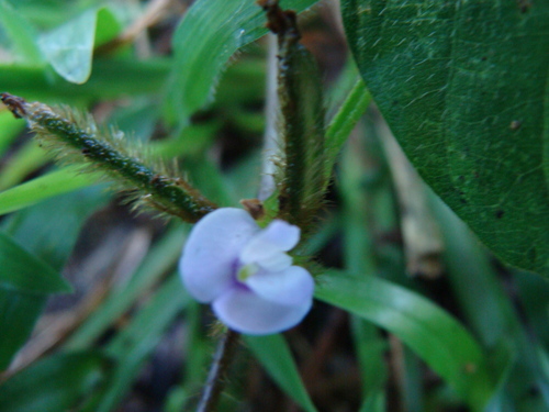 Calopogonium mucunoides, photograph 5