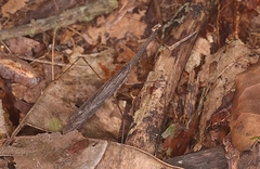 Macromusonia conspersa