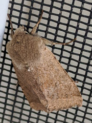 Orthosia pacifica