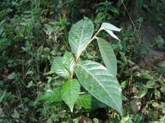 Couepia polyandra, photograph (c) Alexis López Hernández, some rights reserved (CC BY)