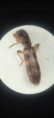 Cymatodera undulata