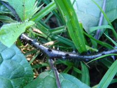 Solanum volubile, photograph (c) Alexis López Hernández, some rights reserved (CC BY)