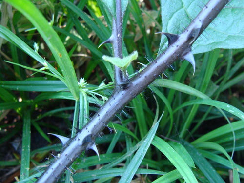 Solanum volubile, photograph 6