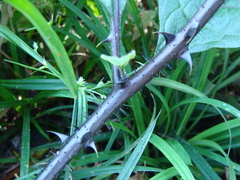 Solanum volubile, photograph (c) Alexis López Hernández, some rights reserved (CC BY)