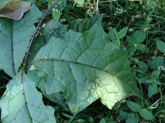 Solanum volubile, photograph (c) Alexis López Hernández, some rights reserved (CC BY)