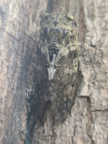 Kaempfer Cicada