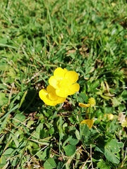 Ranunculus