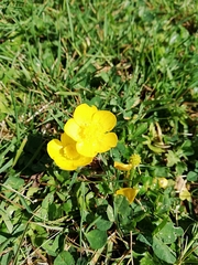 Ranunculus