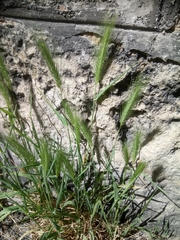 Hordeum murinum