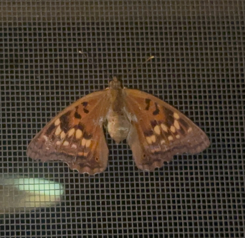 Tawny Emperor