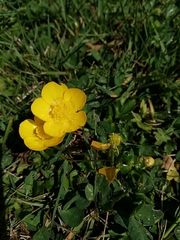 Ranunculus
