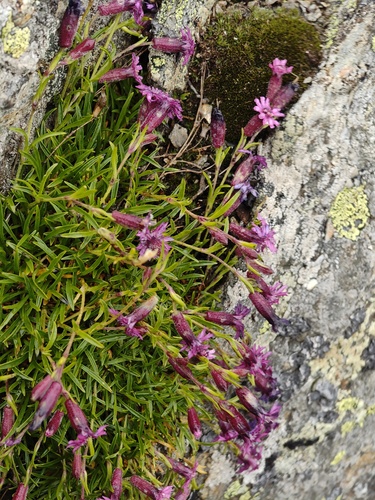 Silene dinarica, photograph 1