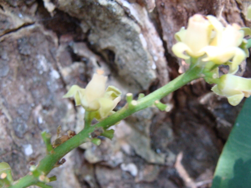 Guarea glabra, photograph 2