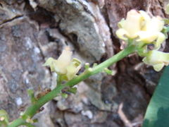 Guarea glabra, photograph (c) Alexis López Hernández, some rights reserved (CC BY)