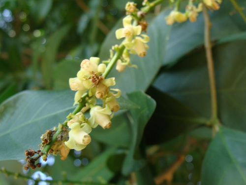 Guarea glabra, photograph 5