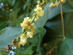 Guarea glabra, photograph (c) Alexis López Hernández, some rights reserved (CC BY)