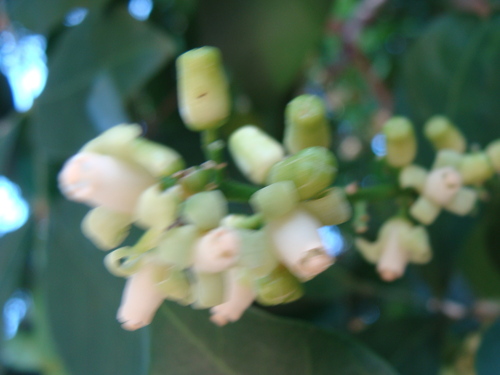 Guarea glabra, photograph 3