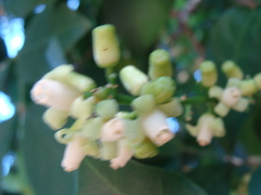 Guarea glabra, photograph (c) Alexis López Hernández, some rights reserved (CC BY)