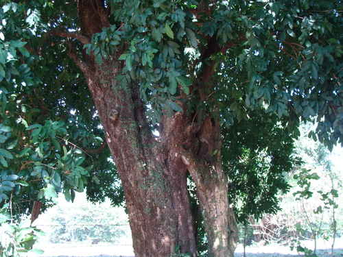 Guarea glabra, photograph 6