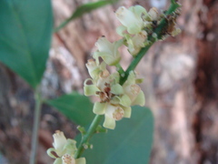 Guarea glabra, photograph (c) Alexis López Hernández, some rights reserved (CC BY)