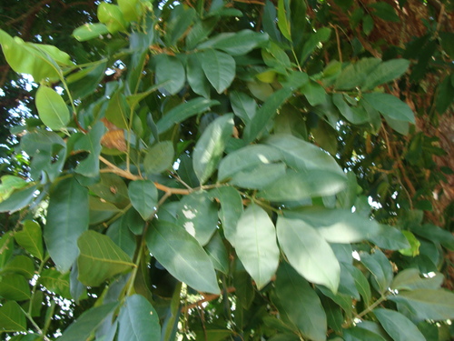 Guarea glabra, photograph 1