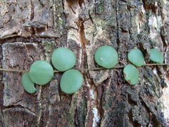 (c) Alexis López Hernández, some rights reserved (CC BY) Peperomia cyclophylla, photograph (c) Alexis López Hernández, some rights reserved (CC BY)