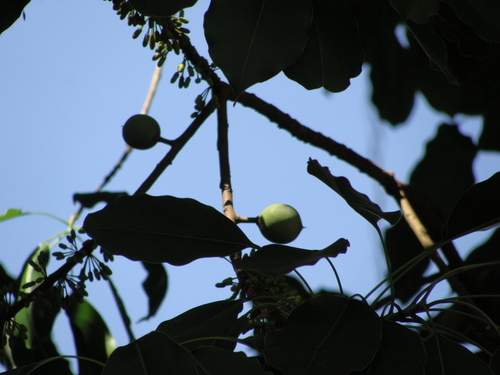 Sideroxylon capiri, photograph 6