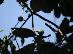 Sideroxylon capiri, photograph (c) Alexis López Hernández, some rights reserved (CC BY)