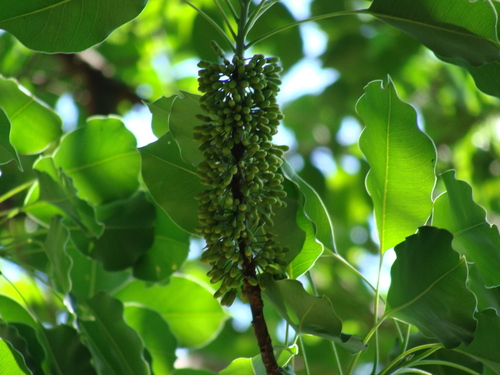 Sideroxylon capiri, photograph 2