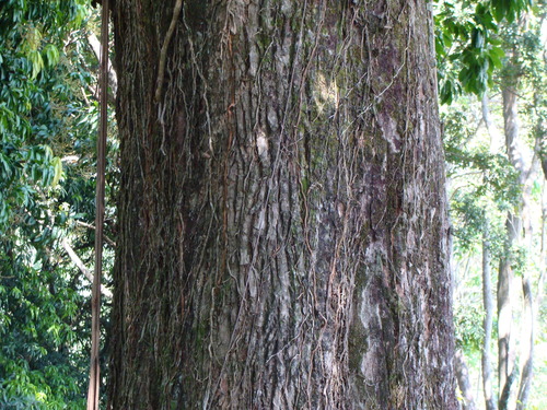 Sideroxylon capiri, photograph 1